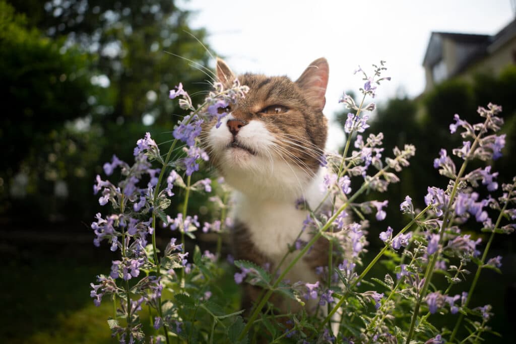 Catnip — 50g